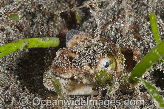 Crocodile Snake Eel Brachysomophis crocodilinus photo Crocodile Snake Eel Brachysomophis crocodilinus photo