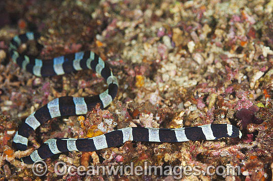 Half-banded Snake Eel Leiuranus semicinctus photo Half-banded Snake Eel Leiuranus semicinctus photo