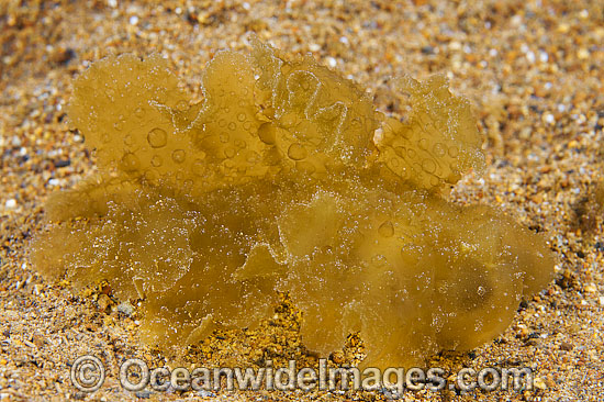 Nudibranch Melibe sp. photo Nudibranch Melibe sp. photo