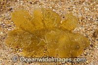 Nudibranch Melibe sp. Photo - Gary Bell