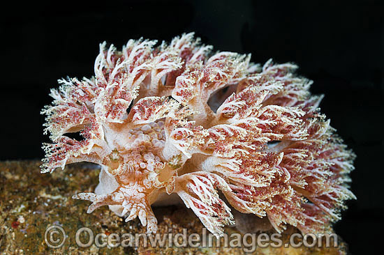 Nudibranch Phyllodesmium sp. photo Nudibranch Phyllodesmium sp. photo