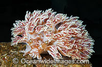 Nudibranch Phyllodesmium sp. Photo - Gary Bell