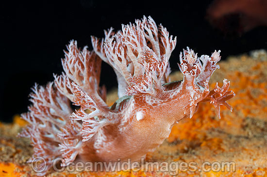 Nudibranch Phyllodesmium sp. photo Nudibranch Phyllodesmium sp. photo
