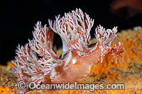 Nudibranch Phyllodesmium sp. Photo - Gary Bell