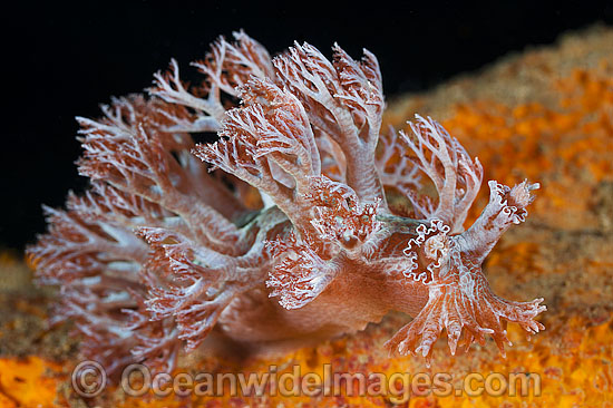 Nudibranch Phyllodesmium sp. photo Nudibranch Phyllodesmium sp. photo