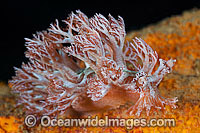 Nudibranch Phyllodesmium sp. Photo - Gary Bell