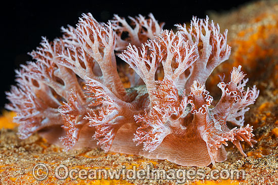 Nudibranch Phyllodesmium sp. photo Nudibranch Phyllodesmium sp. photo
