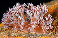 Nudibranch Phyllodesmium sp. Photo - Gary Bell