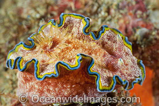 Nudibranch Chromodoris albopunctata photo Nudibranch Chromodoris albopunctata photo