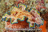 Nudibranch Chromodoris albopunctata Photo - Gary Bell