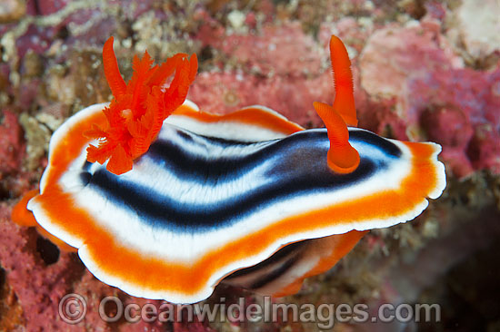 Nudibranch Chromodoris magnifica photo Nudibranch Chromodoris magnifica photo