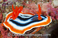 Nudibranch Chromodoris magnifica Photo - Gary Bell