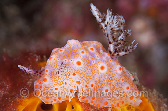 Nudibranch Halgerda batangas photo Nudibranch Halgerda batangas photo