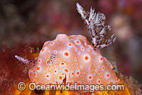 Nudibranch Halgerda batangas Photo - Gary Bell
