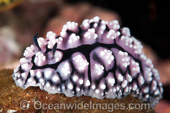 Nudibranch Phyllidiella granulata photo Nudibranch Phyllidiella granulata photo