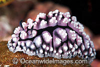 Nudibranch Phyllidiella granulata Photo - Gary Bell