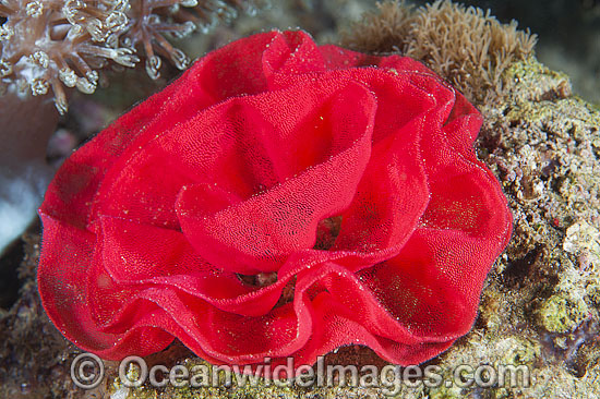 Spanish Dancer egg ribbon photo Spanish Dancer egg ribbon photo