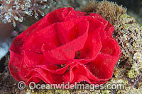 Spanish Dancer egg ribbon Photo - Gary Bell