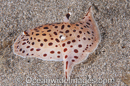 Side-gilled Slug Euselenops luniceps photo Side-gilled Slug Euselenops luniceps photo