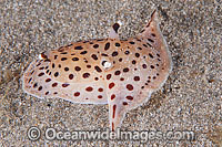 Side-gilled Slug Euselenops luniceps Photo - Gary Bell
