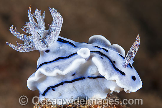 Nudibranch Chromodoris willani photo Nudibranch Chromodoris willani photo