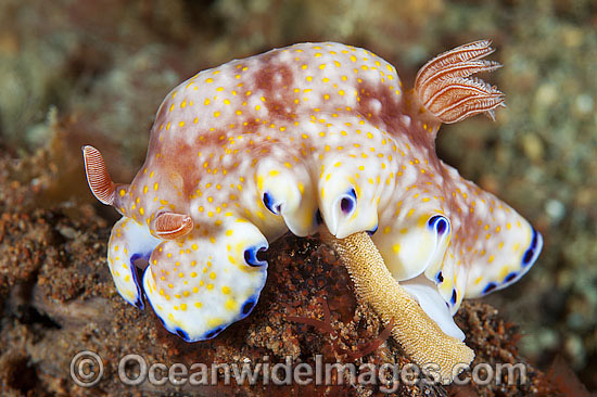 Nudibranch Hypselodoris bollandi photo Nudibranch Hypselodoris bollandi photo