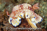 Nudibranch Hypselodoris bollandi Photo - Gary Bell