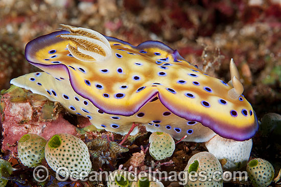 Nudibranch Chromodoris kunei photo Nudibranch Chromodoris kunei photo