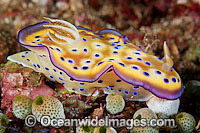 Nudibranch Chromodoris kunei Photo - Gary Bell