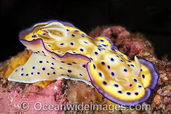 Nudibranch Chromodoris kunei photo Nudibranch Chromodoris kunei photo