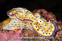 Nudibranch Chromodoris kunei Photo - Gary Bell