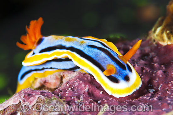 Nudibranch Chromodoris annae photo Nudibranch Chromodoris annae photo
