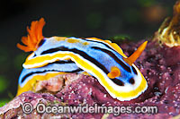 Nudibranch Chromodoris annae Photo - Gary Bell