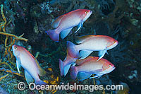 Pink Basslets Photo - Gary Bell