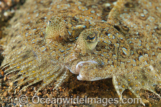 Leopard Flounder photo Leopard Flounder photo