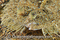 Leopard Flounder Photo - Gary Bell