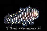 Flatworm Mimic Sole Photo - Gary Bell