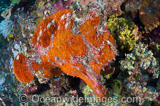Giant Frogfish mimicking a Sea Sponge photo Giant Frogfish mimicking a Sea Sponge photo