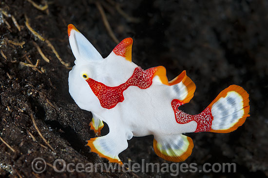 Clown Frogfish Antennarius maculatus photo Clown Frogfish Antennarius maculatus photo