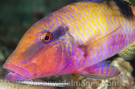 Long-barbel Goatfish Parupeneus macronema photo Long-barbel Goatfish Parupeneus macronema photo