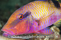Long-barbel Goatfish Parupeneus macronema Photo - Gary Bell