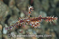 Harlequin Ghost Pipefish male carrying eggs in pouch Photo - Gary Bell
