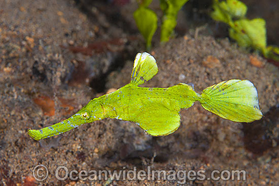 Halimeda Ghost Pipefish photo Halimeda Ghost Pipefish photo