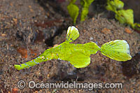 Halimeda Ghost Pipefish Photo - Gary Bell