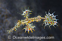 Harlequin Ghost Pipefish Photo - Gary Bell