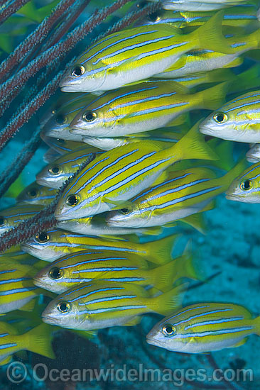 Schooling Snapper Great Barrier Reef photo Schooling Snapper Great Barrier Reef photo