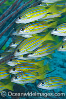 Schooling Snapper Great Barrier Reef Photo - Gary Bell