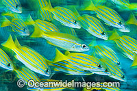 Schooling Snapper Great Barrier Reef Photo - Gary Bell