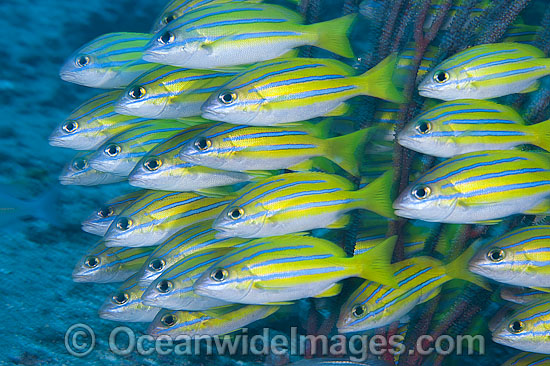 Schooling Blue-striped Snapper photo Schooling Blue-striped Snapper photo