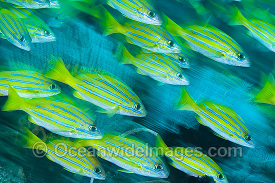 Schooling Snapper Great Barrier Reef photo Schooling Snapper Great Barrier Reef photo